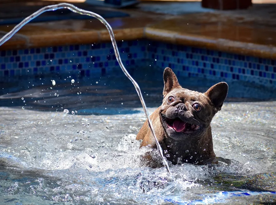 Pools: To Have or not To Have - image 1